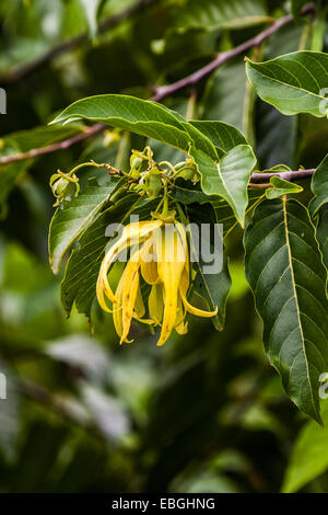 Fleurs d'ylang-ylang sur l'arbre, pour la fabrication d'huile essentielle à Nosy Be, Madagascar Banque D'Images