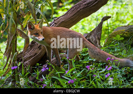 Le renard roux (Vulpes vulpes), le renard roux sur les jeunes se nourrissent dans une prairie en forêt, Suisse, Sankt Gallen Banque D'Images