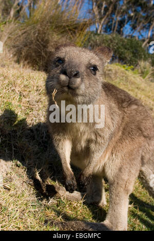 Le kangourou gris (Macropus giganteus), curieux, l'Australie, Nouvelle Galles du Sud, Murramarang National Park Banque D'Images