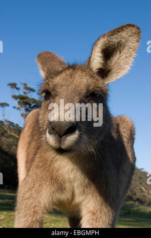 Le kangourou gris (Macropus giganteus), curieux, l'Australie, Nouvelle Galles du Sud, Murramarang National Park Banque D'Images