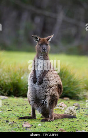 L'île Kangourou Kangourou, kangourou gris de l'Ouest ; Black-faced kangourou (Macropus fuliginosus fuliginosus), debout, l'Australie, l'Suedaustralien Banque D'Images