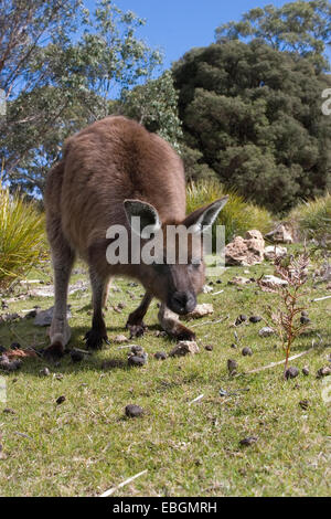 L'île Kangourou Kangourou, kangourou gris de l'Ouest ; Black-faced kangourou (Macropus fuliginosus fuliginosus), curieux individu, l'Australie, Suedaustralien Banque D'Images