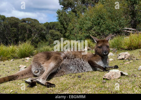 L'île Kangourou Kangourou, kangourou gris de l'Ouest ; Black-faced kangourou (Macropus fuliginosus fuliginosus), le mensonge, l'Australie, Suedaustralien Banque D'Images
