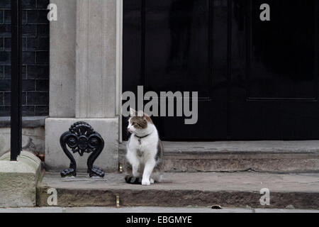 Westminster London,UK. 1er décembre 2014. Larry le chat est assis devant la porte du 10 Downing Street sur une journée froide Crédit : amer ghazzal/Alamy Live News Banque D'Images