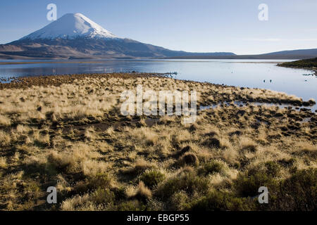 Lago Chungara volcan Parinacota mit dans le Parc National Lauca, Chili Banque D'Images