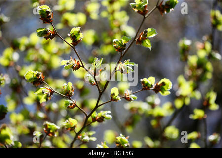 En hêtre soleil du printemps - nouvelle vie Jane Ann Butler Photography JABP1380 Banque D'Images