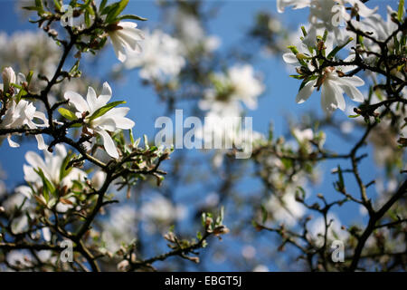 Le superbe Magnolia stellata un printemps précoce beauty Jane Ann Butler Photography JABP1384 Banque D'Images