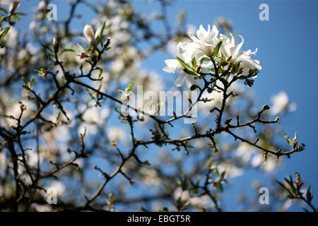 Le superbe Magnolia stellata un printemps précoce beauty Jane Ann Butler Photography JABP1387 Banque D'Images