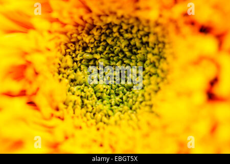 Ours impressionnant frappant la tête de tournesol Close Up Jane Ann Butler Photography JABP644 Banque D'Images