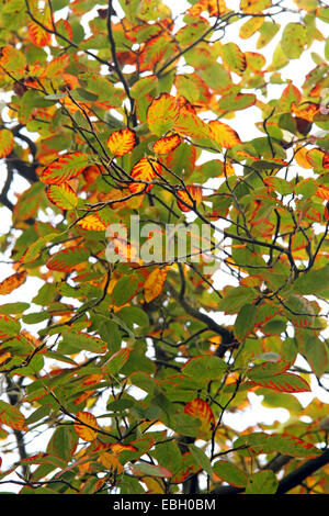 L'amélanchier de Lamarck Amelanchier lamarckii (début), coloration des feuilles Banque D'Images