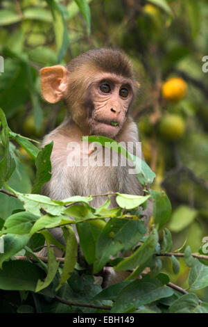 Singe rhésus, macacque Rhésus (Macaca mulatta), portrait, pup, assis, l'Inde, le parc national de Keoladeo Ghana Banque D'Images