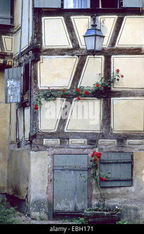 Maison à colombage avec roses, France, Alsace, Riquewihr Banque D'Images