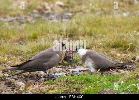 Labbe parasite (Stercorarius parasiticus), deux individus se nourrissant d'un poussin, Islande Banque D'Images