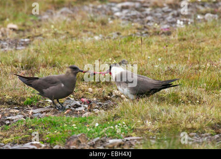 Labbe parasite (Stercorarius parasiticus), deux individus se nourrissant d'un poussin, Islande Banque D'Images