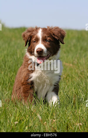 Border Collie (Canis lupus f. familiaris), 11 semaine vieux roquet Banque D'Images