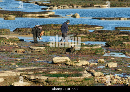 Mise en commun au large rock Ledge, Lyme Regis Dorset UK Banque D'Images