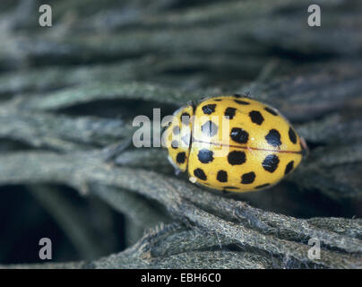 Vingt-spot (Thea vigintiduopunctata coccinelle). Banque D'Images