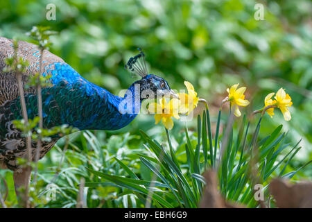 Paons commun, Indienne, paons paons bleus (Pavo cristatus), homme sur l'alimentation, de l'Allemagne, Rhénanie du Nord-Westphalie Banque D'Images