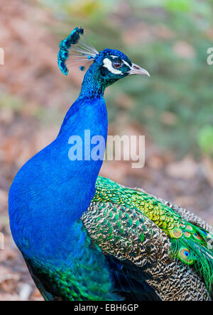 Paons commun, Indienne, paons paons bleus (Pavo cristatus), homme, portrait, Allemagne, Rhénanie du Nord-Westphalie Banque D'Images