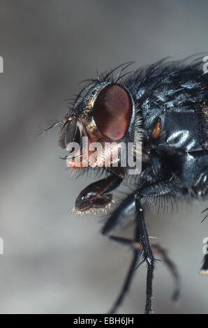 Bleue (Calliphora erythrocephala). Banque D'Images