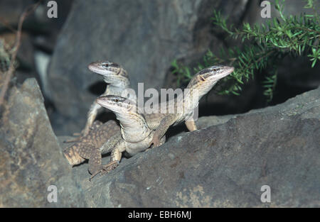 Moniteur de pygmées à queue épineuse, Ridge, ridgetail à queue monitor moniteur (Varanus acanthurus). Banque D'Images