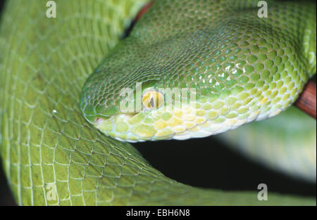 White-lipped tree (Trimeresurus albolabris viper). Banque D'Images