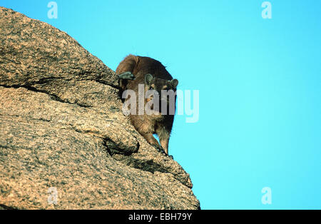 Rock, Rock Hyrax commun dassie (Procavia capensis). Banque D'Images