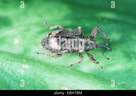 Apple Blossom (Anthonomus pomorum). Banque D'Images