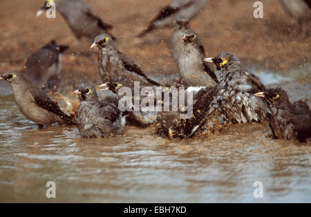 Réorganisation de Starling (Creatophora cinerea), groupe, baignant dans une flaque, en novembre 2001. Banque D'Images