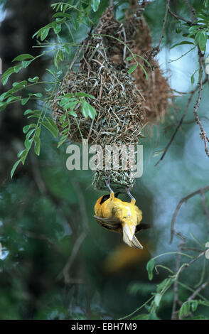 Lesser masked weaver (Ploceus intermedius). Banque D'Images