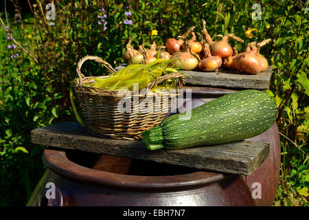 La récolte des haricots nains (jaune gousses, variété française : 'Rocquencourt'), les courgettes et les oignons. Banque D'Images