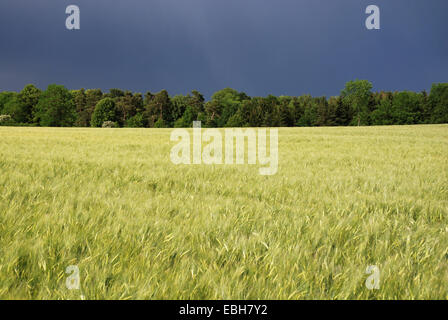 Orge à six rangs, l'orge (Hordeum vulgare), l'orge-champ dans une atmosphère orageuse, l'Allemagne, Bade-Wurtemberg, Alb Schwaebische Banque D'Images