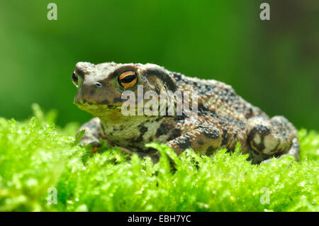 Crapaud commun sur la mousse. Dorset, UK Banque D'Images