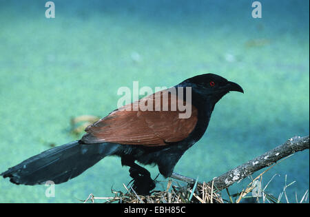 Coucal Centropus sinensis (plus), des profils. Banque D'Images