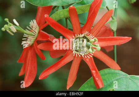 Fleur rouge passion (Passiflora racemosa), fleurs Banque D'Images