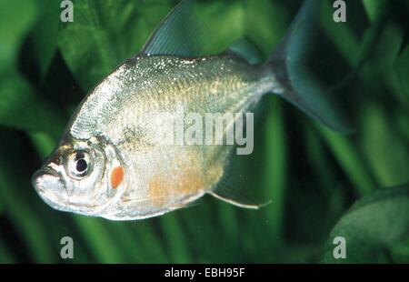 Guimpe piranha (Catoprion mento). Banque D'Images