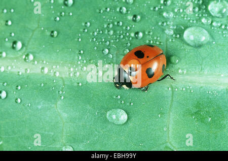 5-spot ladybird, ladybird fivespot, 5-spot coccinelle (Coccinella quinquepunctata). Banque D'Images