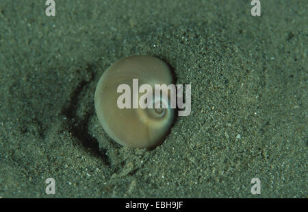 Shell lune creusant dans le sable (Lunatia poliana). Banque D'Images