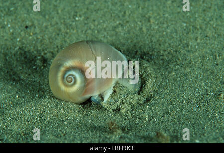 Shell lune creusant dans le sable (Lunatia poliana). Banque D'Images