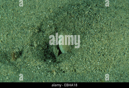 Shell lune creusant dans le sable (Lunatia poliana). Banque D'Images