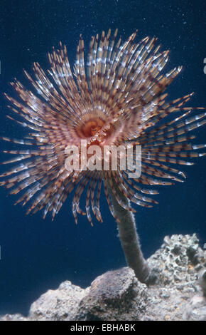 Anworm, plumes-duster worm (Sabella spallanzanii). Banque D'Images