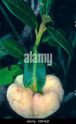Originaire de roses des Alpes (Exobasidium rhododendri), août 1992. Banque D'Images