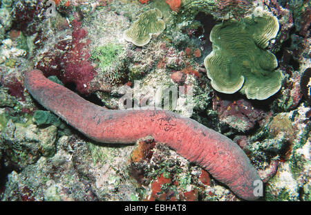 Concombre de mer comestibles (Holothuria edulis). Banque D'Images