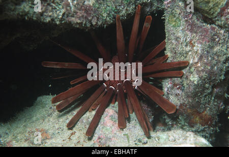 Urchin (crayon Heterocentrotus mammillatus). Banque D'Images