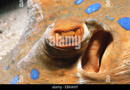 Ribbontail stingray, blue-spotted stingray, blue-spotted fantail, lagoonray, bluespotted ribbontail (Taeniura lymma ray). Banque D'Images