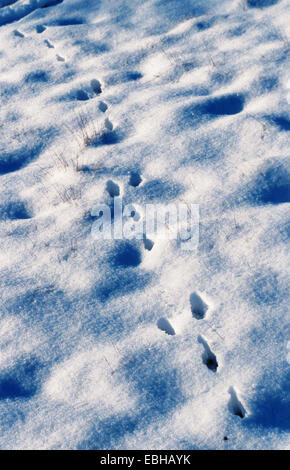 Lapin de garenne (Oryctolagus cuniculus), de l'alimentation s'imprime dans la neige, l'Allemagne, Hambourg, Geesthacht Banque D'Images