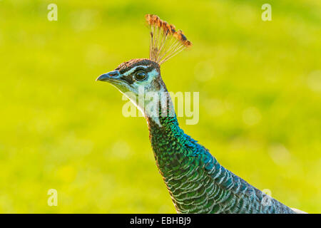 Paons commun, Indienne, paons paons bleus (Pavo cristatus), femme, portrait, Allemagne, Rhénanie du Nord-Westphalie Banque D'Images