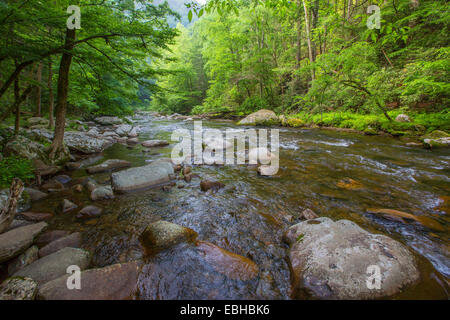 Petite Rivière, ruisseau clair mountan, Notropis et Warpaint shiner lieux de frai, USA, New York, parc national des Great Smoky Mountains Banque D'Images