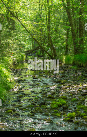 Forêt de plaine, petit confluent d'Abrams Creek, États-Unis d'Amérique, New York, parc national des Great Smoky Mountains Banque D'Images