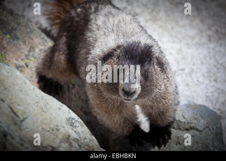 La marmotte, Whistler, British Columbia, Canada, Amérique du Nord. Banque D'Images